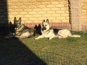 Our_dogs_sun