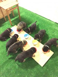 Первое мясо