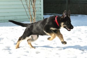 Щ_снег_03-min